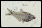 3.6" Fossil Fish (Diplomystus) - Green River Formation - #129593-1